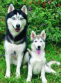 /album/sibirsky-husky/sibirsky-husky-siberian-husky-jpg/